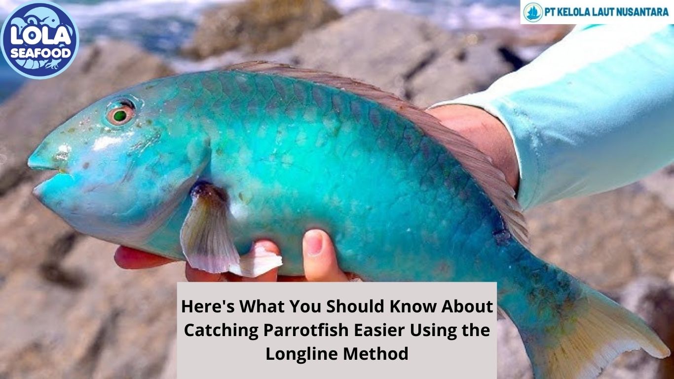 Here's What You Should Know About Catching Parrotfish Easier Using the Longline Method